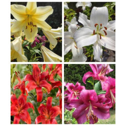 MIX LILI XXL 5 SZT.