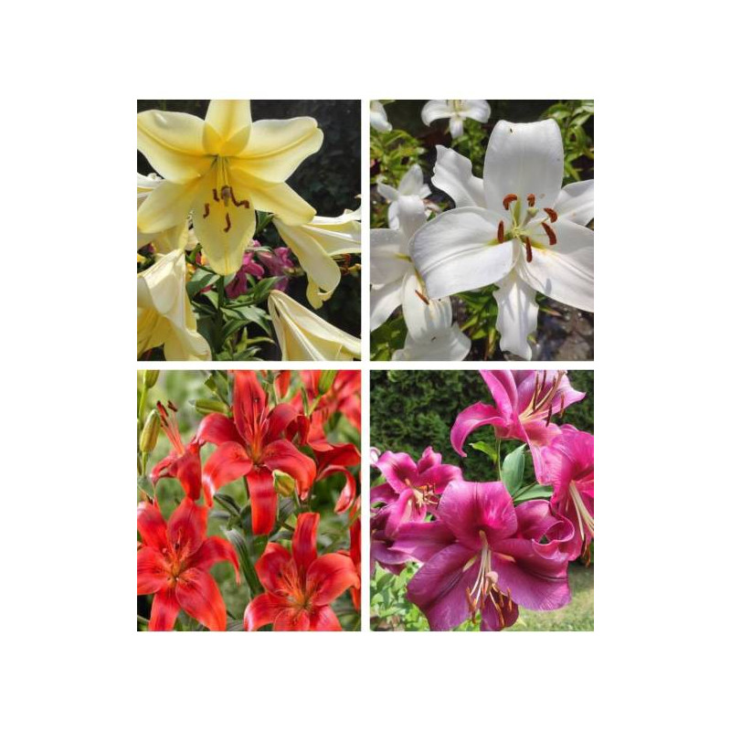 MIX LILI XXL 5 SZT. MIX LILI XXL 5 SZT.