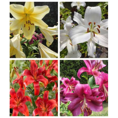 MIX LILI XXL 5 SZT.