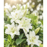 lilietulipany lilia roselily aisha cebulki kwiatowe łódz biała byliny