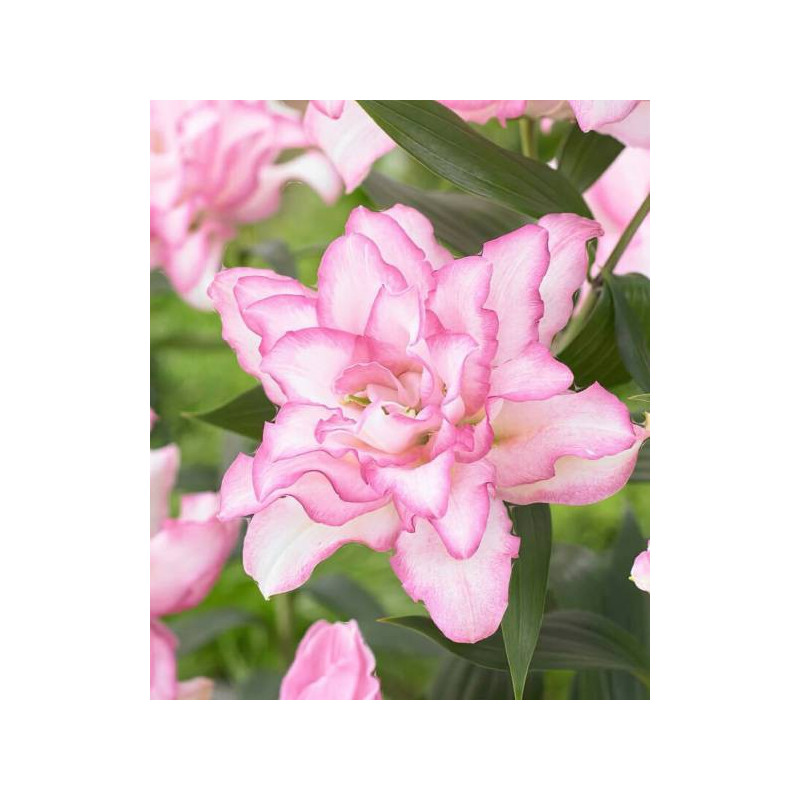 lilietulipany lilia roselily anousha rózowa cebulki kwiatowe łódz biała byliny lilietulipany lilia roselily anousha rózowa cebulki kwiatowe łódz biała byliny