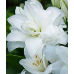 lilietulipany lilia roselily angel cebulki kwiatowe łódz biała byliny