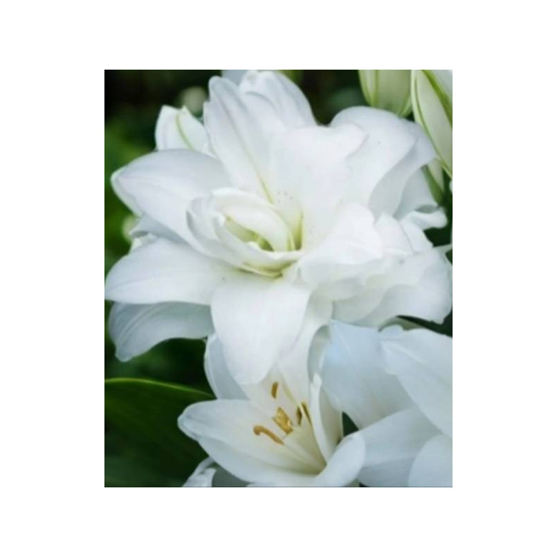 lilietulipany lilia roselily angel cebulki kwiatowe łódz biała byliny lilietulipany lilia roselily angel cebulki kwiatowe łódz biała byliny