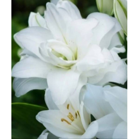 lilietulipany lilia roselily angel cebulki kwiatowe łódz biała byliny