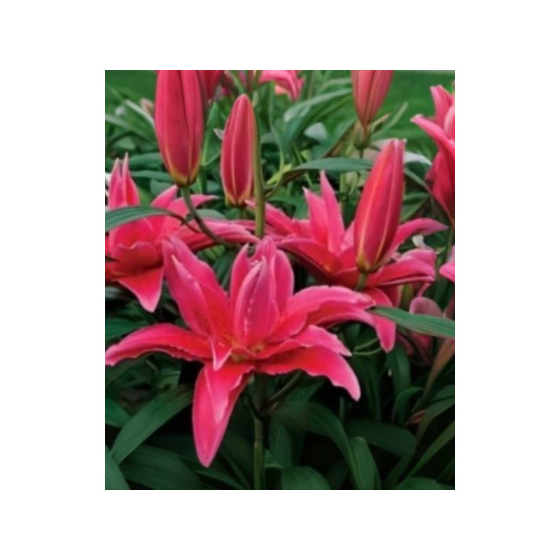 lilietulipany lilia roselily elena cebulki kwiatowe łódz biała byliny lilietulipany lilia roselily elena cebulki kwiatowe łódz biała byliny