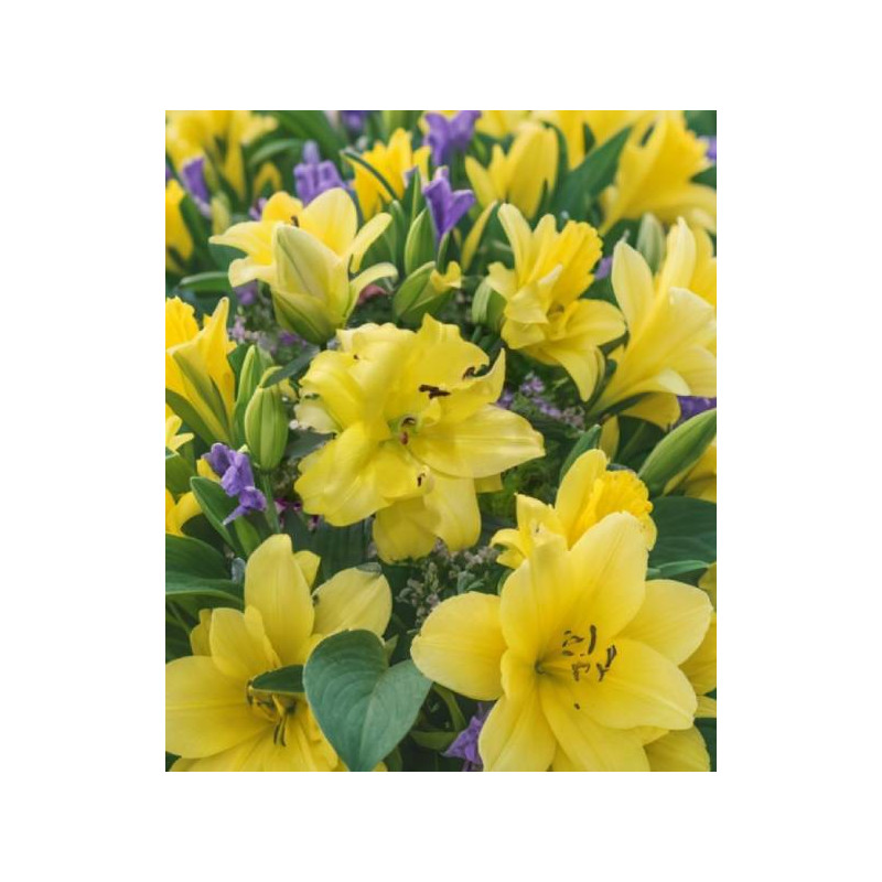 LILIA  EXOTIC SUN
