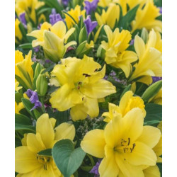 LILIA  EXOTIC SUN