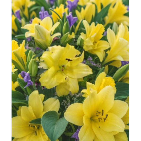 LILIA  EXOTIC SUN