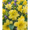 LILIA  EXOTIC SUN