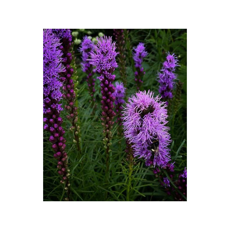 LIATRA FIOLETOWA SPICATA