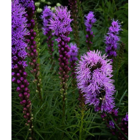 LIATRA FIOLETOWA SPICATA