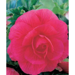 BEGONIA DOUBLE PINK