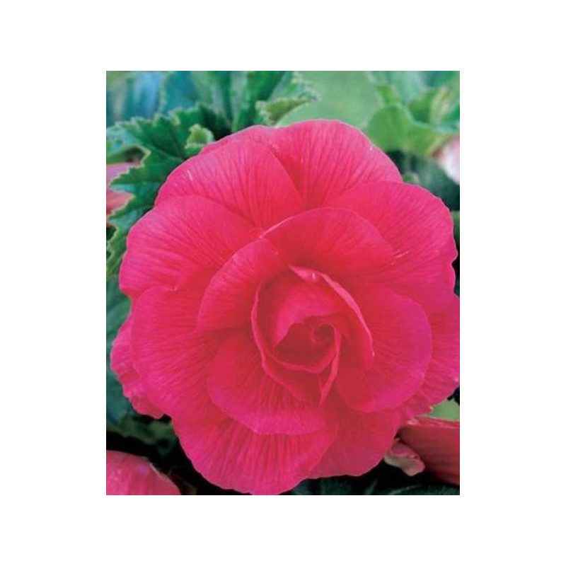 BEGONIA DOUBLE PINK