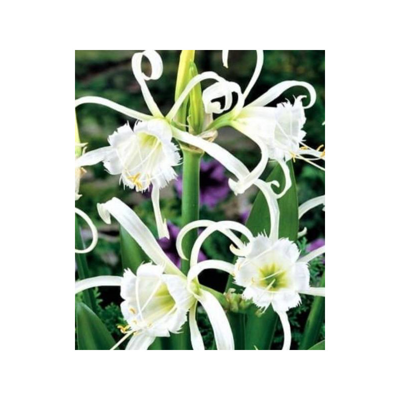 czosnek ozdobny magic lilietulipany łodz cebulki kwiatowe fioletowy czosnek ozdobny magic lilietulipany łodz cebulki kwiatowe fioletowy