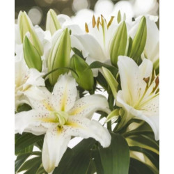 lilietulipany lilia roselily anousha rózowa cebulki kwiatowe łódz biała byliny