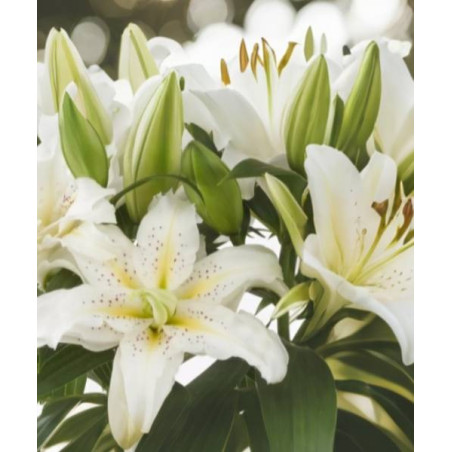 lilietulipany lilia roselily anousha rózowa cebulki kwiatowe łódz biała byliny