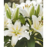 lilietulipany lilia roselily anousha rózowa cebulki kwiatowe łódz biała byliny