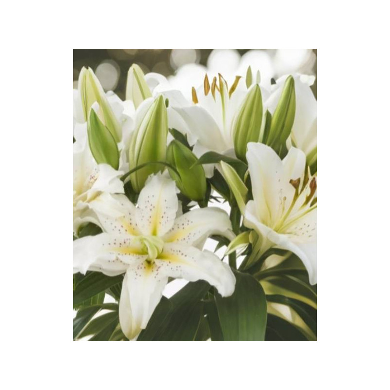 lilietulipany lilia roselily anousha rózowa cebulki kwiatowe łódz biała byliny lilietulipany lilia roselily anousha rózowa cebulki kwiatowe łódz biała byliny