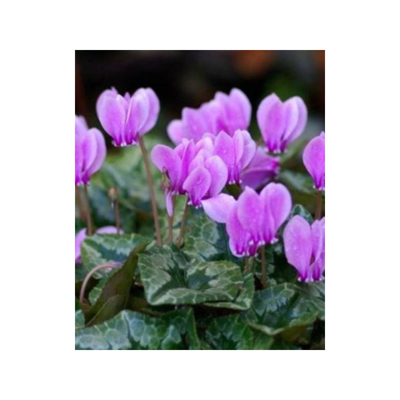 CYCLAMEN HEDERIFOLIUM BLUSZCZLISTNY