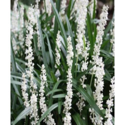LIRIOPE MUSCARI MONROE​ WHITE