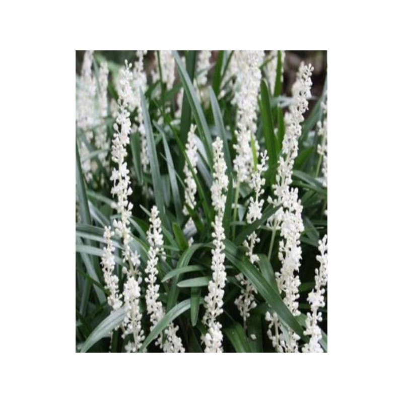 LIRIOPE MUSCARI MONROE WHITE LIRIOPE MUSCARI MONROE WHITE