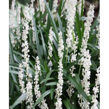 LIRIOPE MUSCARI MONROE​ WHITE