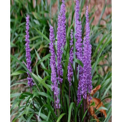 LIRIOPE MUSCARI BIG BLUE