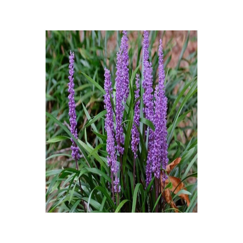 LIRIOPE MUSCARI BIG BLUE LIRIOPE MUSCARI BIG BLUE