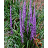 LIRIOPE MUSCARI BIG BLUE