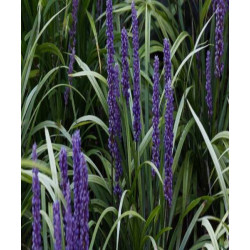 LIRIOPE MUS​CARI MONEYMAKER