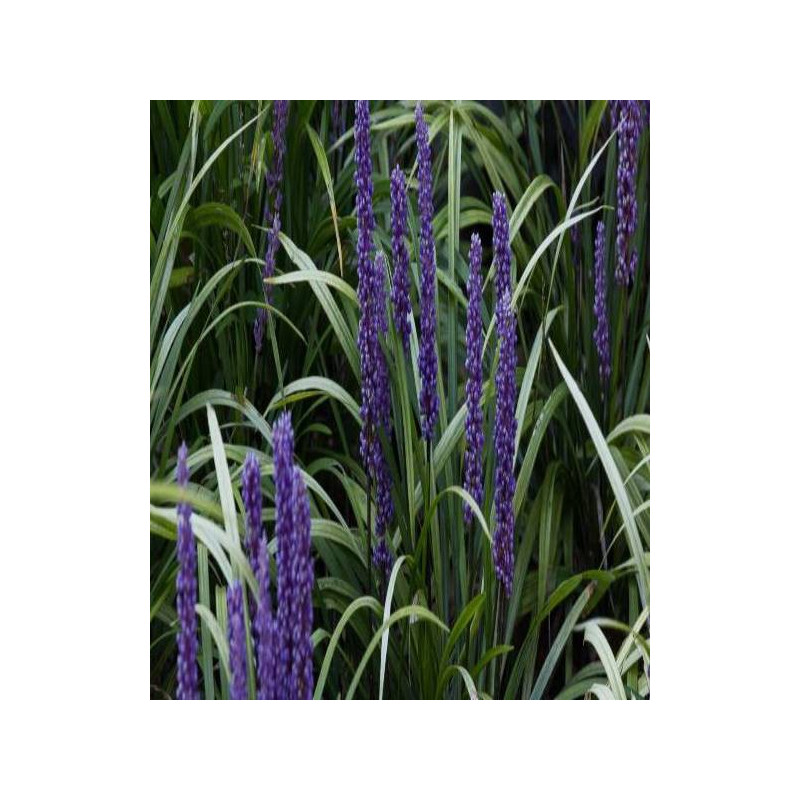 LIRIOPE MUSCARI MONEYMAKER LIRIOPE MUSCARI MONEYMAKER