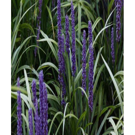 LIRIOPE MUS​CARI MONEYMAKER