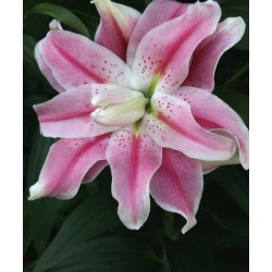 lilia rózowa lilie tulipany 