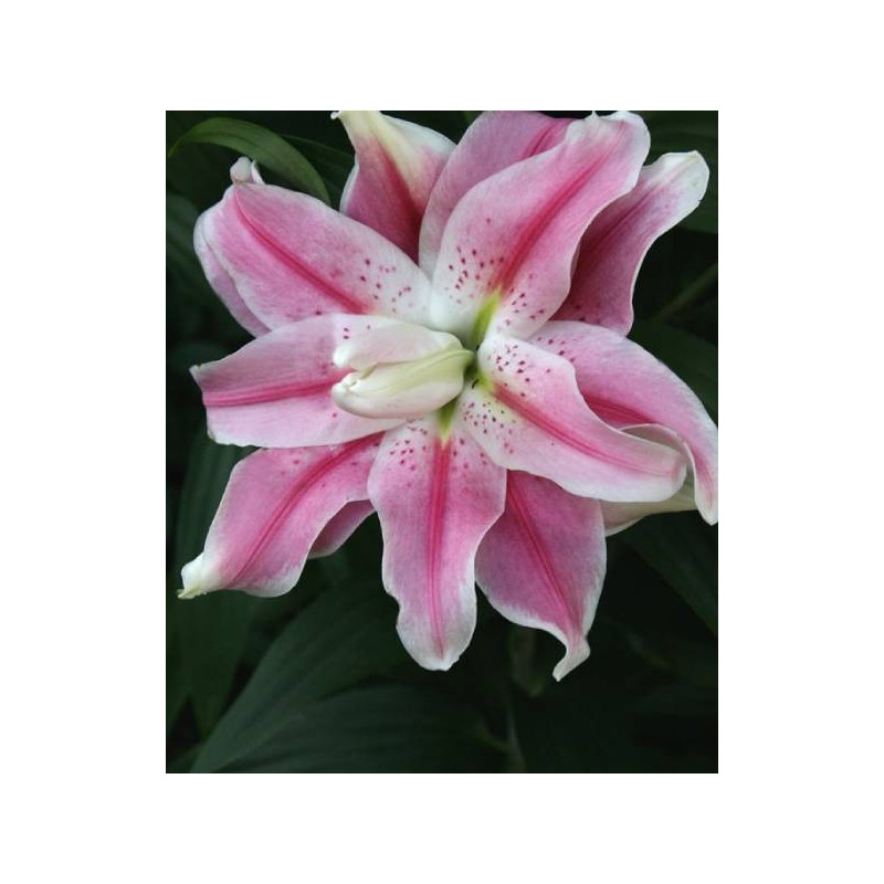 lilia rózowa lilie tulipany lilia rózowa lilie tulipany
