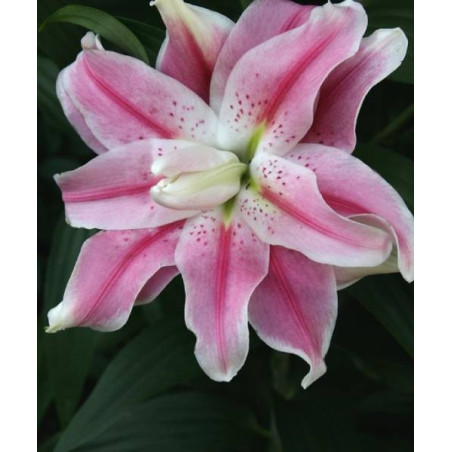 lilia rózowa lilie tulipany 