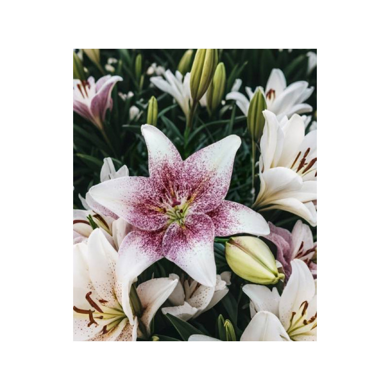 lilia azjatycka sweet zanica lilietulipany cebulki kwiatowe łodz biało czarna lilia azjatycka sweet zanica lilietulipany cebulki kwiatowe łodz biało czarna