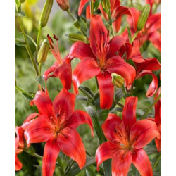 LILIA  DRZEWIASTA RED DESIRE