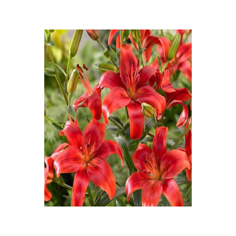 LILIA  DRZEWIASTA RED DESIRE