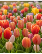 tulipany